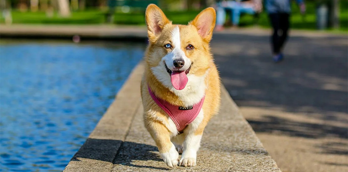 pet dog